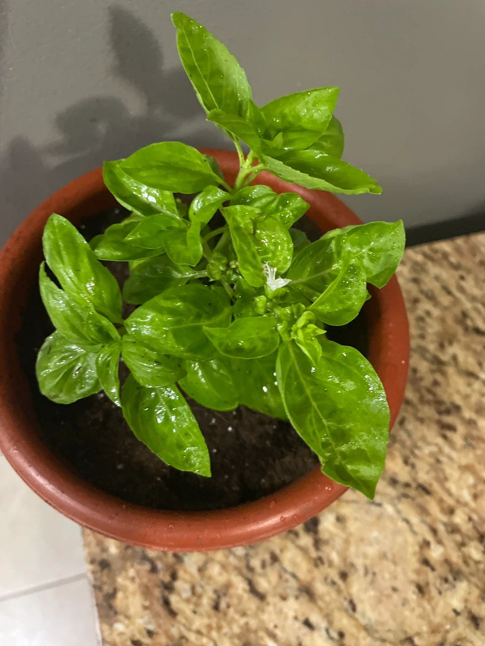 Live Basil Plant in Pot - photo 2