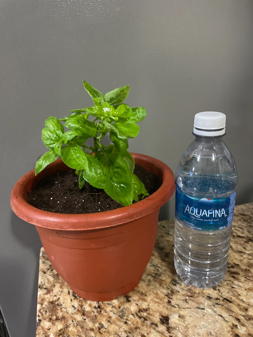 Live Basil Plant in Pot - photo 3