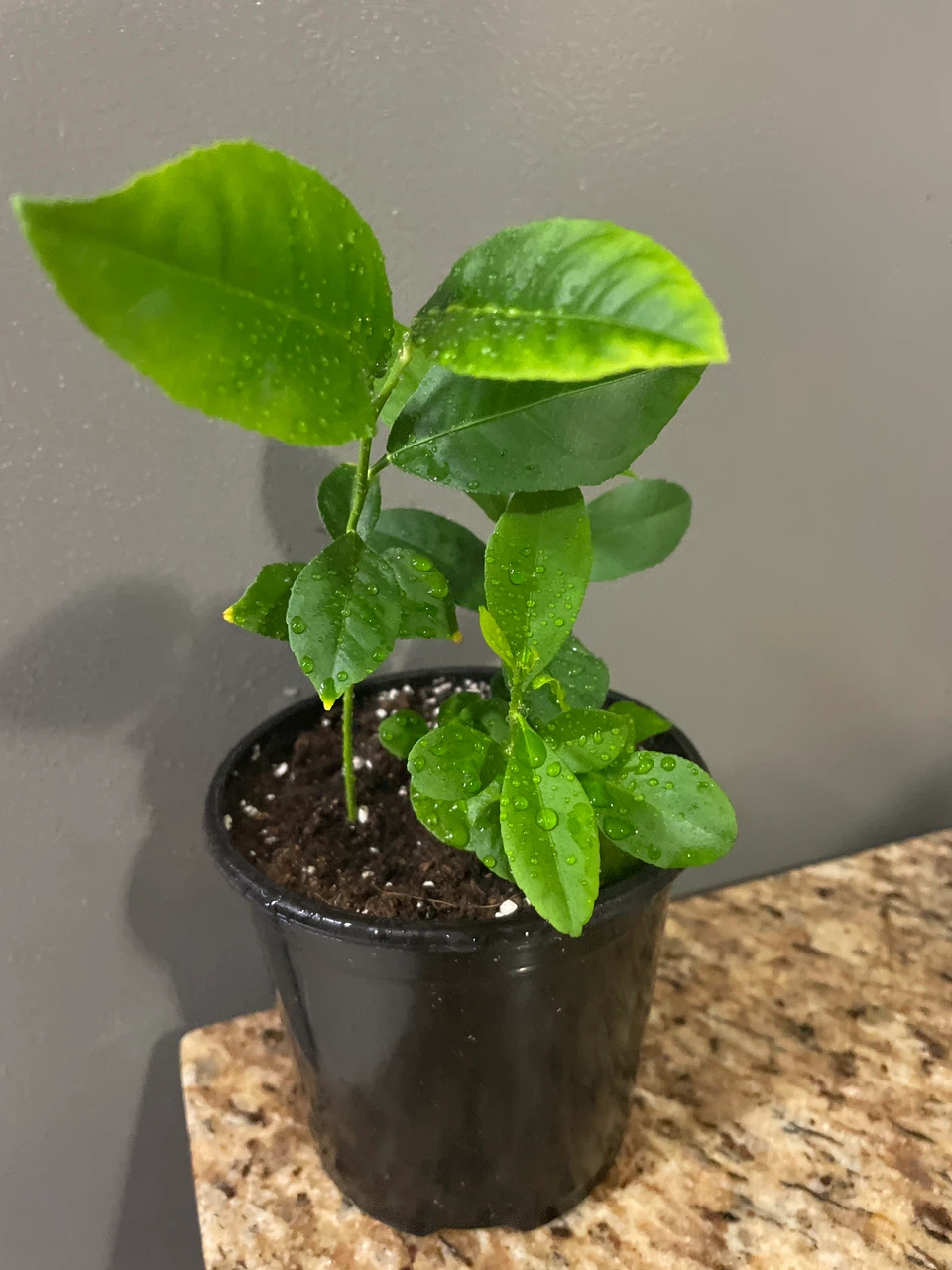 Lemon Tree Seedling in Pot