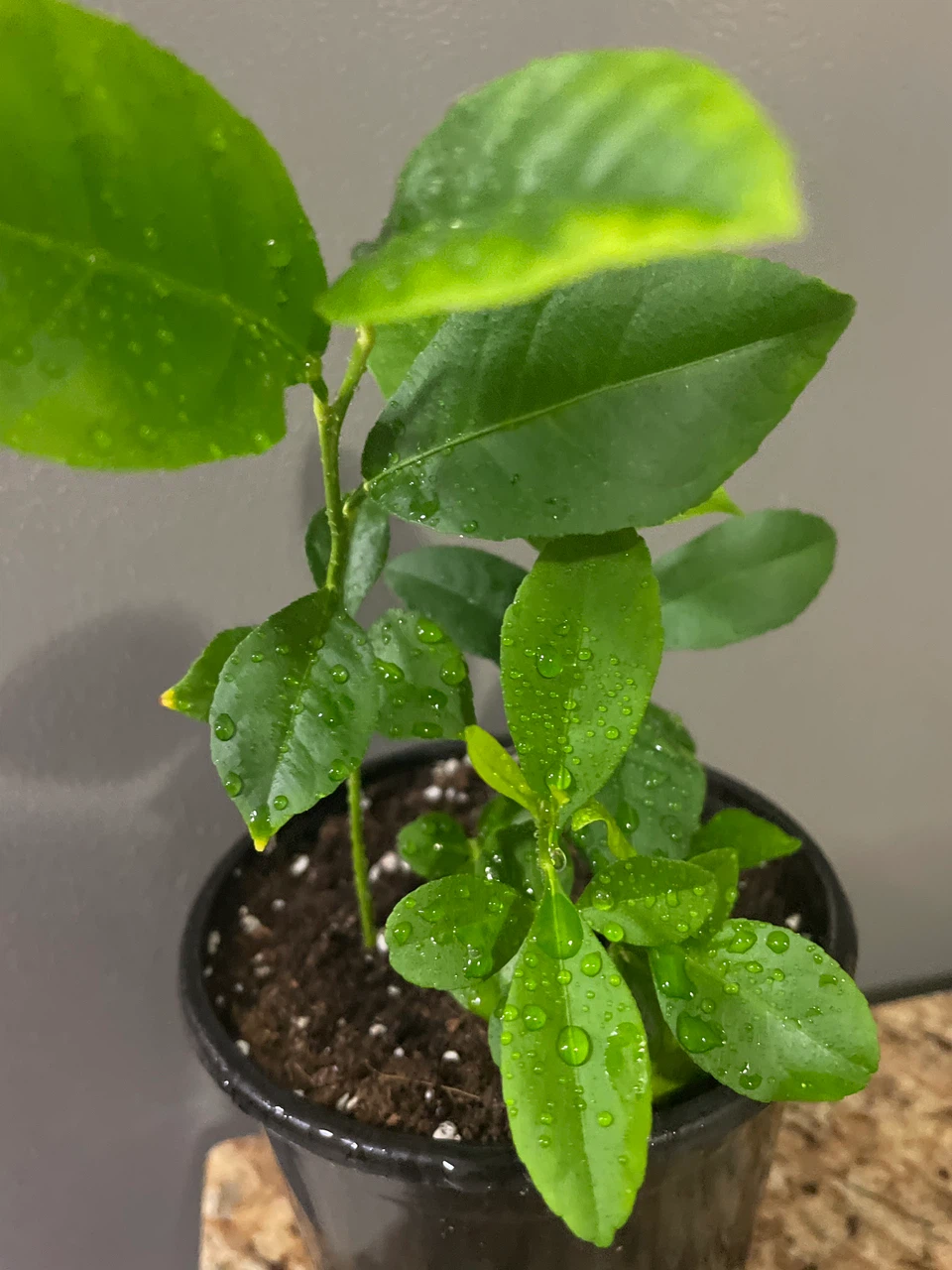 Lemon Tree Seedling in Pot - photo 2