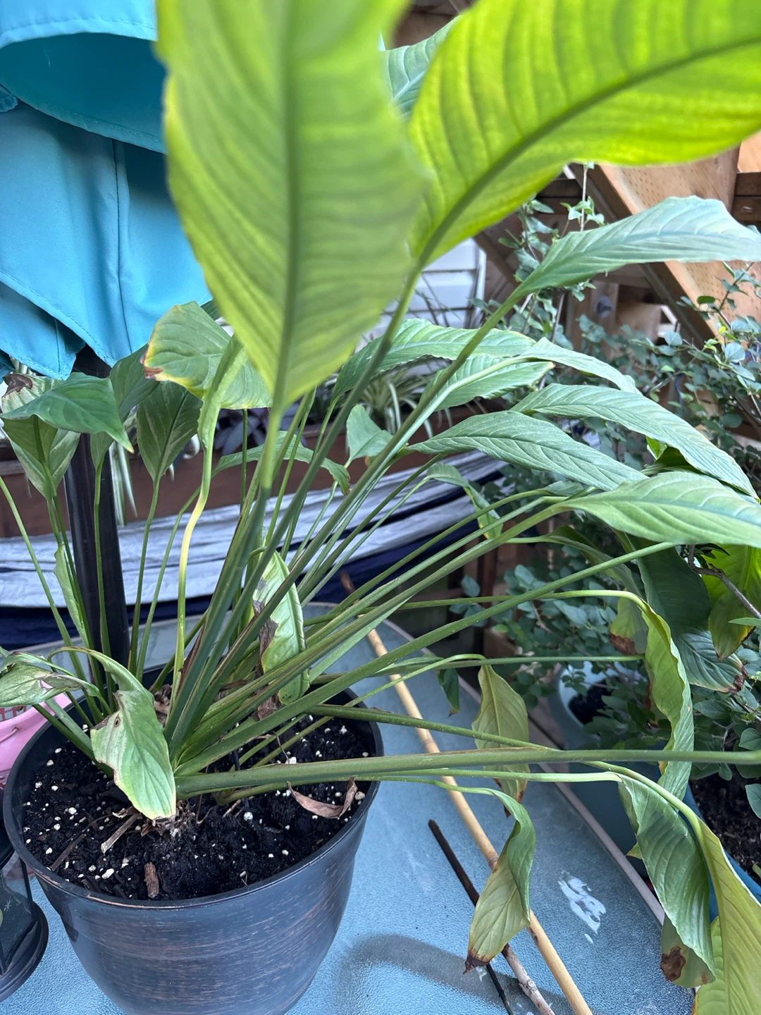 Mature large Peace Lily