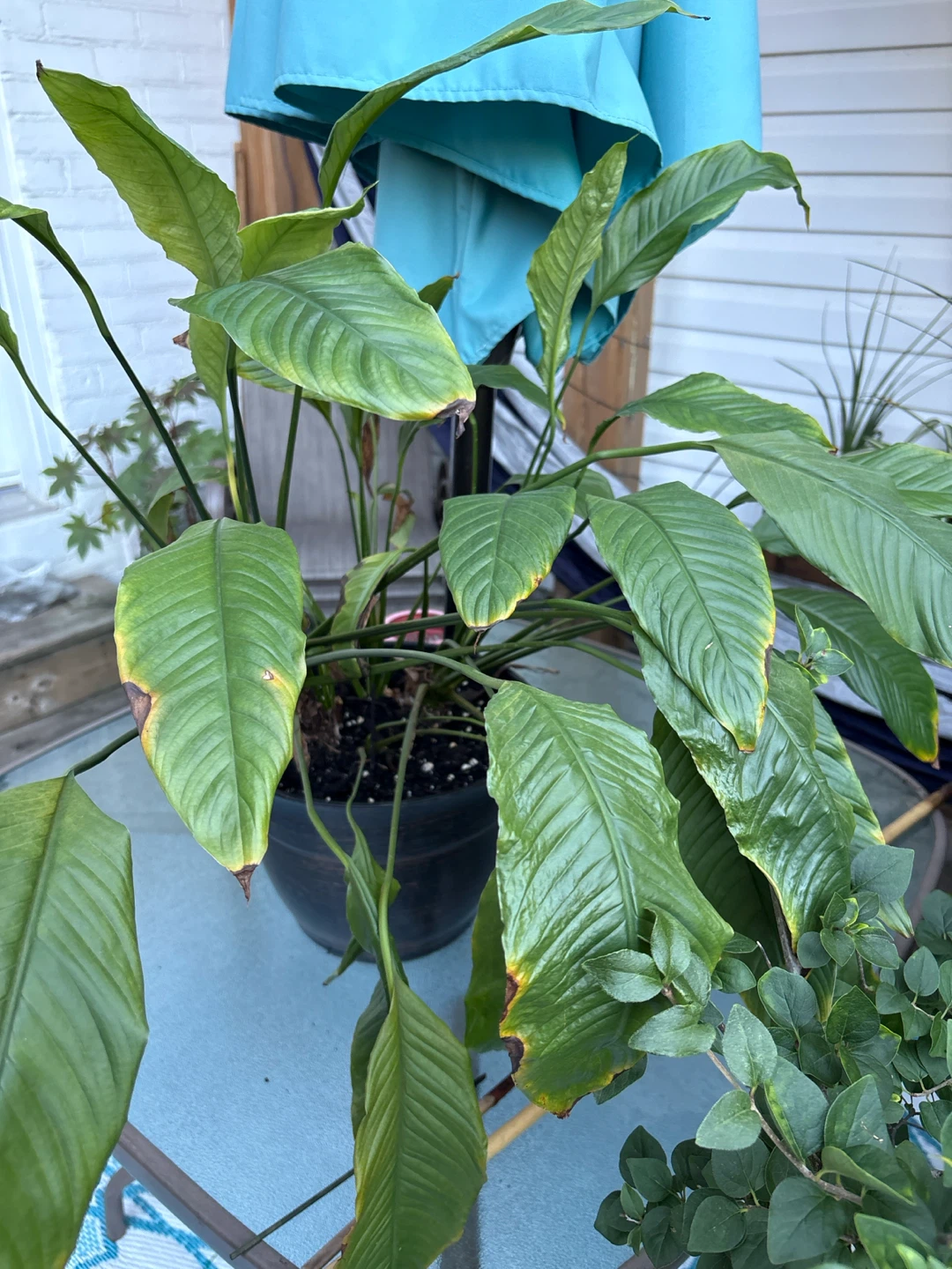 Mature large Peace Lily - photo 2
