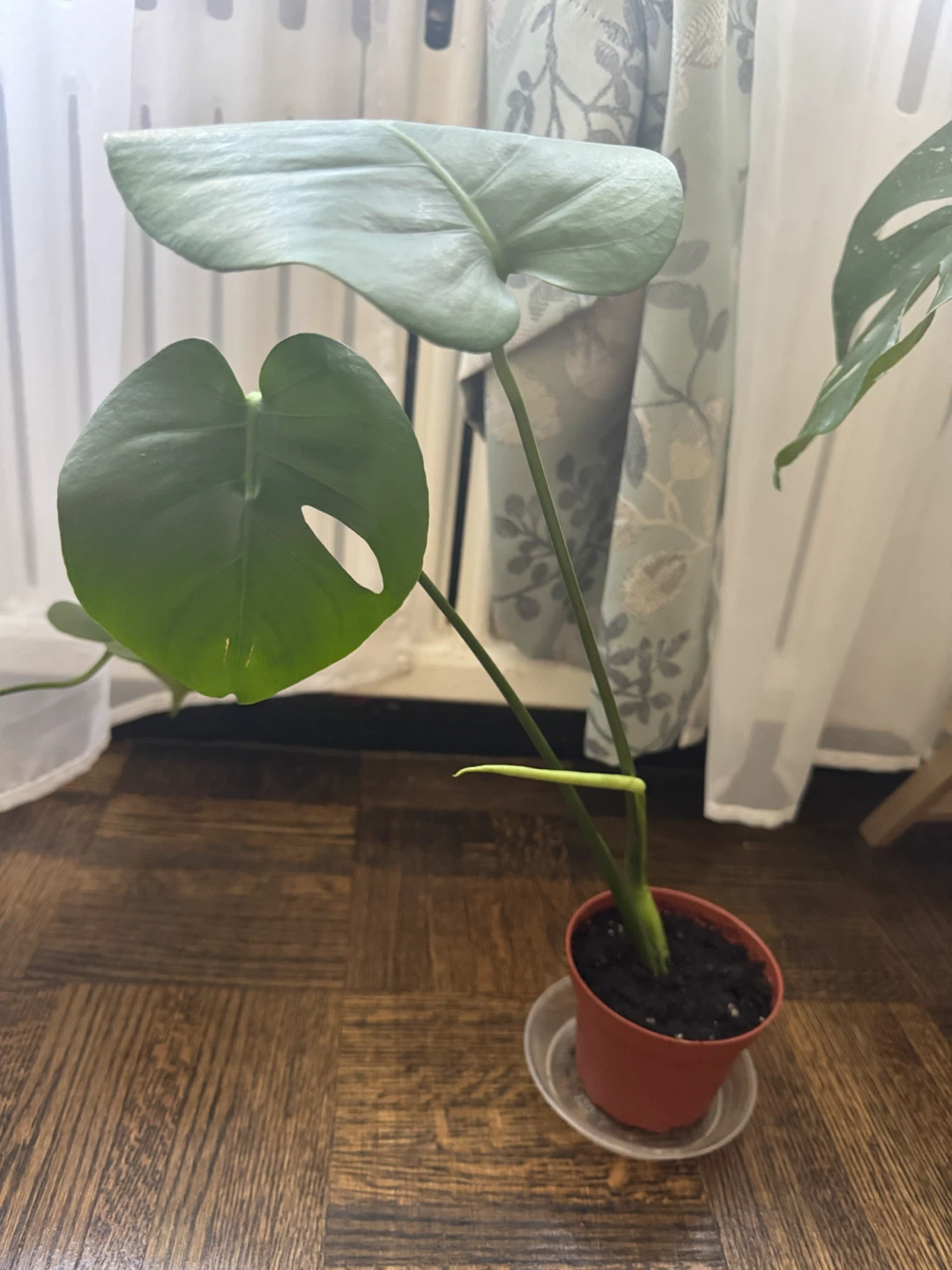 Monstera Plant