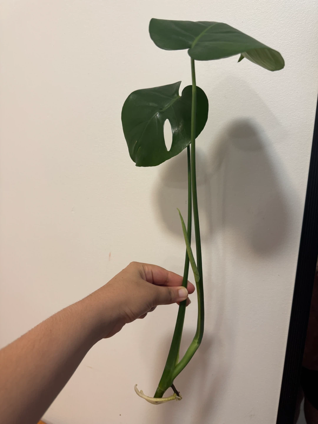 Monstera Plant - photo 2