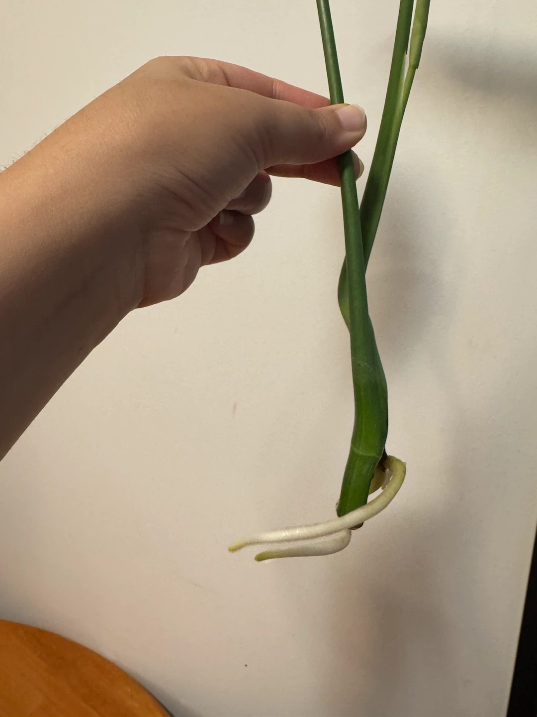 Monstera Plant - photo 3