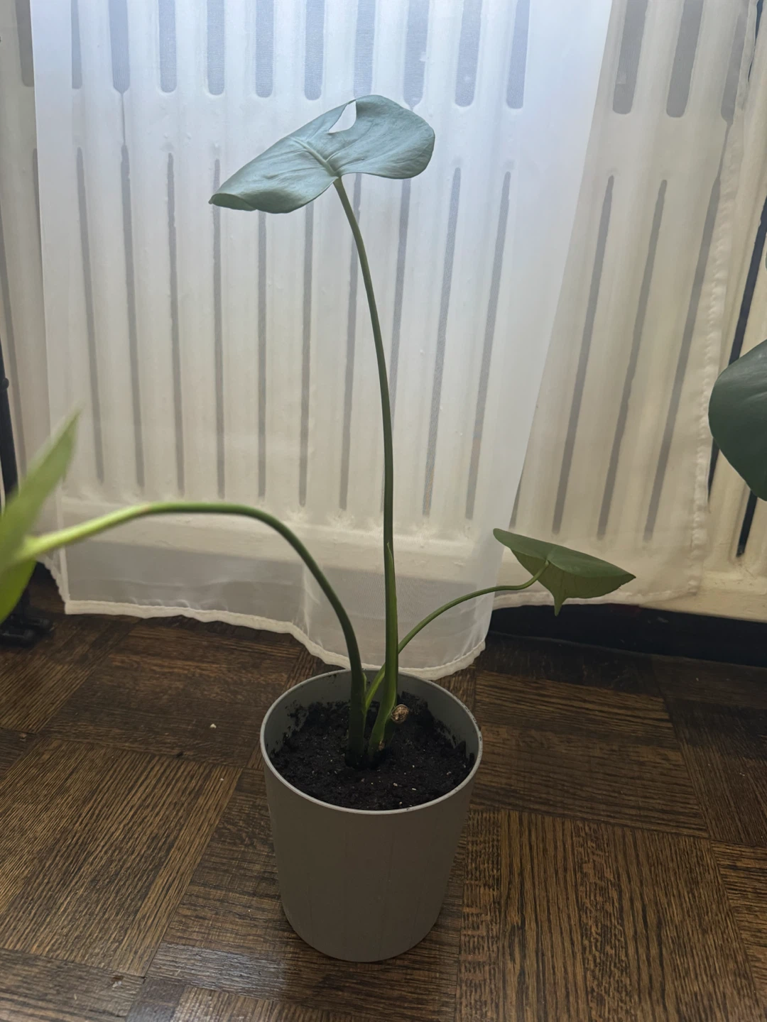 Monstera Deliciosa Plant