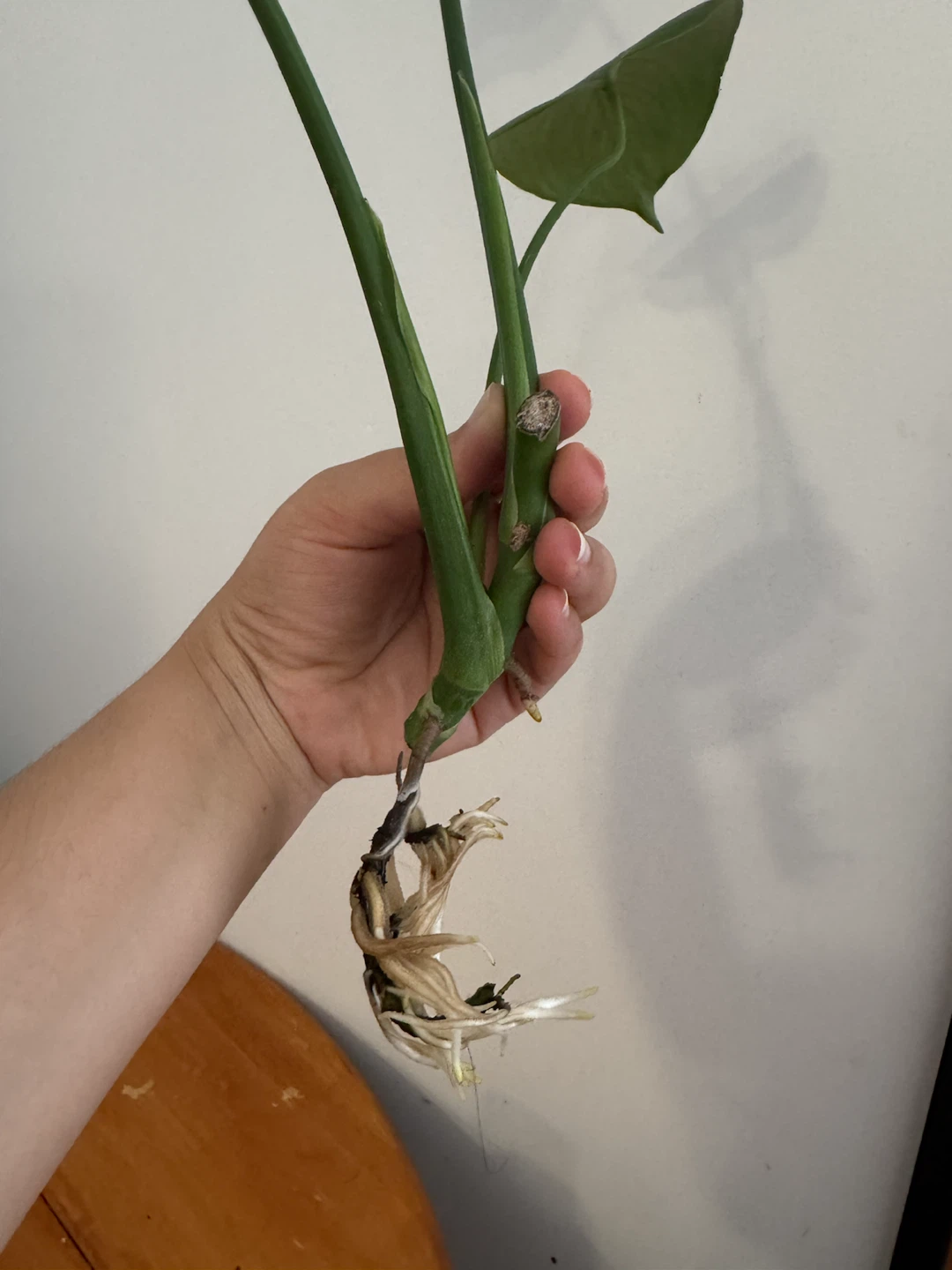 Monstera Deliciosa Plant - photo 2