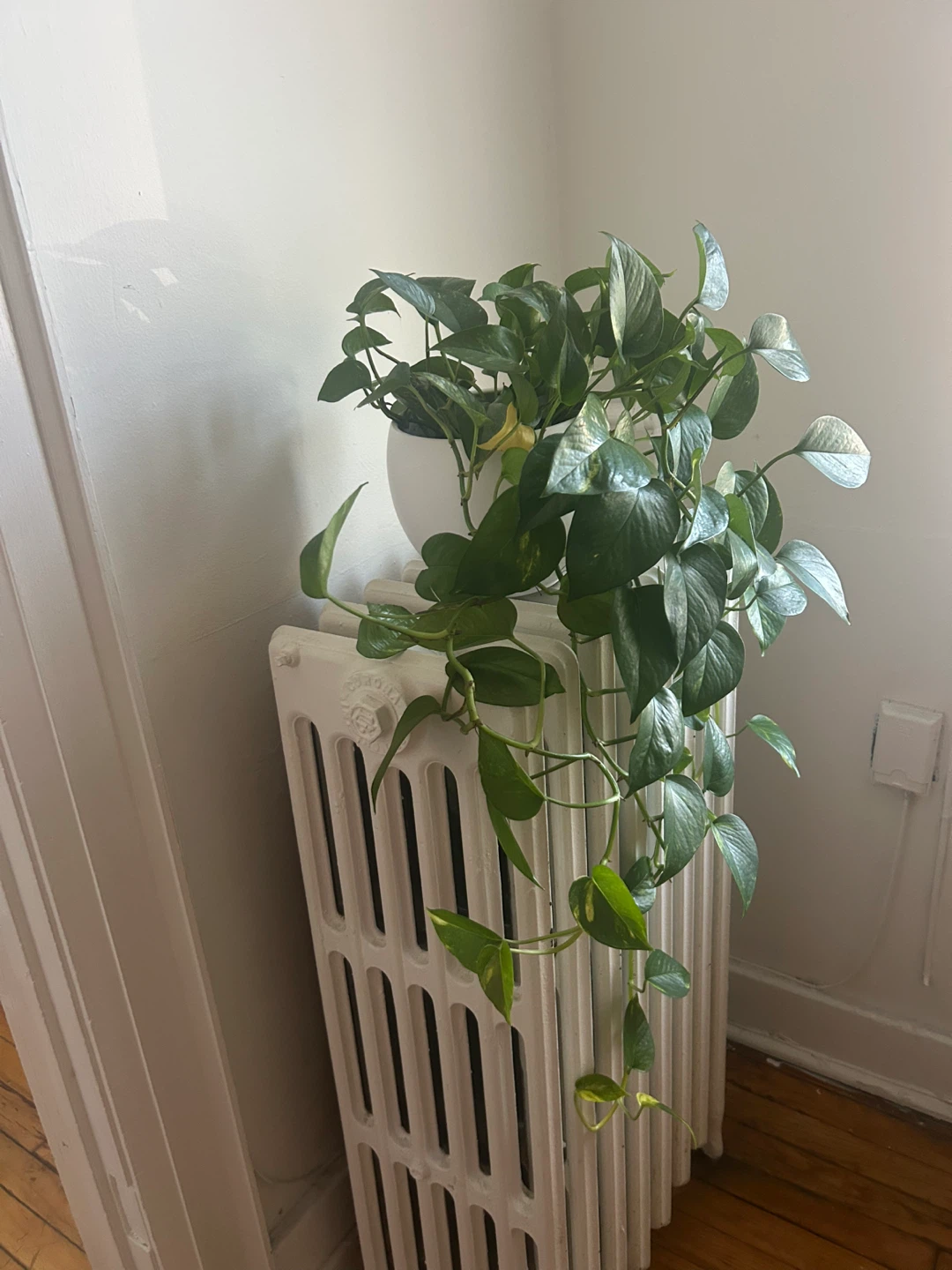 Pothos plant in white pot