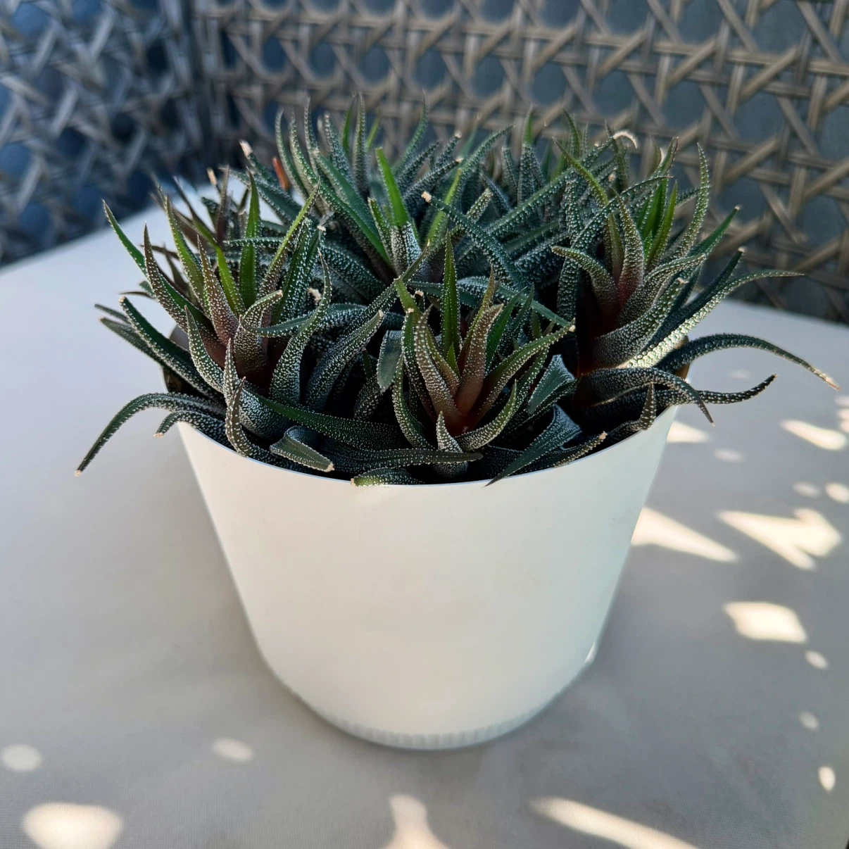 Healthy Haworthia Succulent Cluster 6”