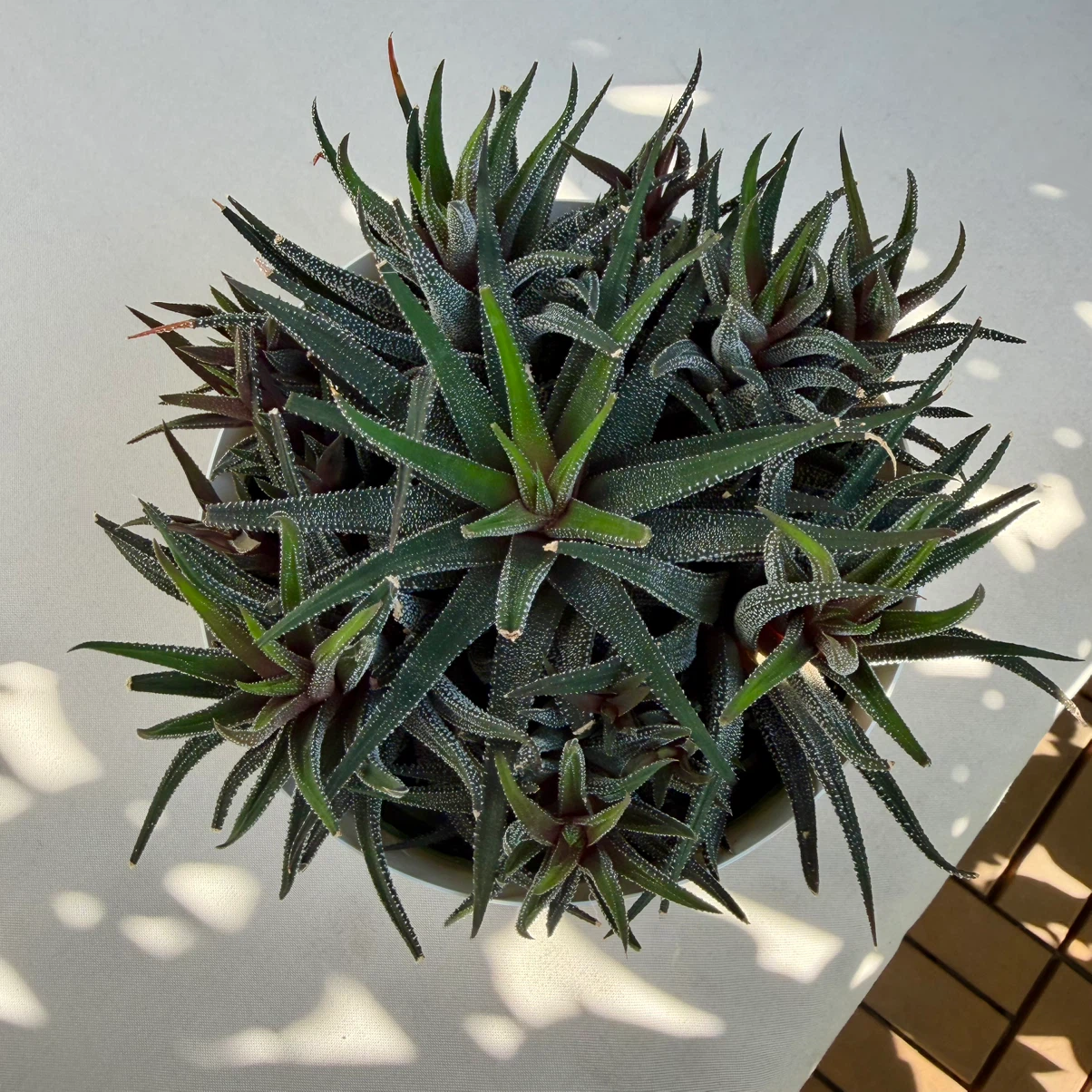 Healthy Haworthia Succulent Cluster 6” - photo 2