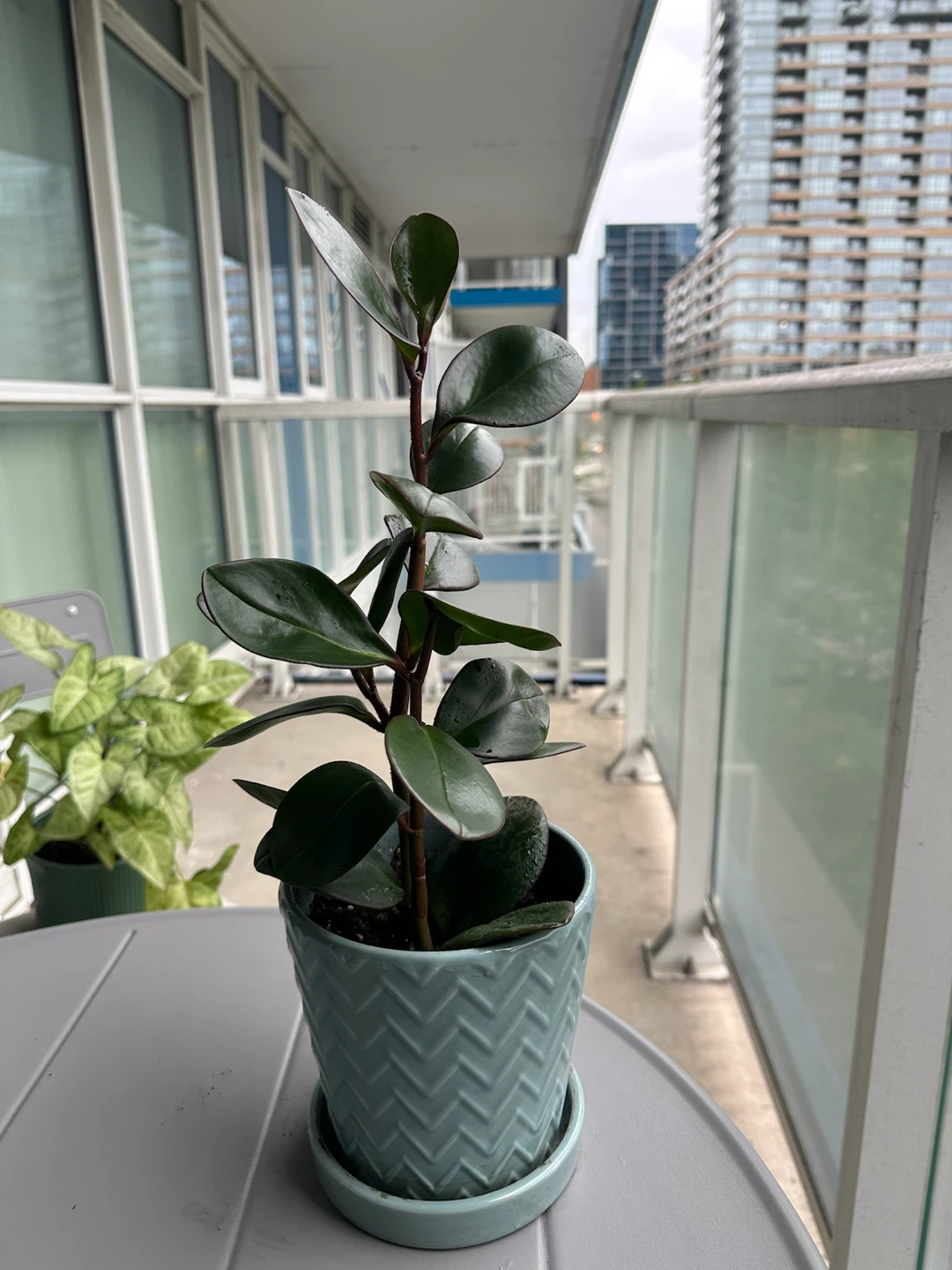 Assorted House Plants in Pots - photo 2
