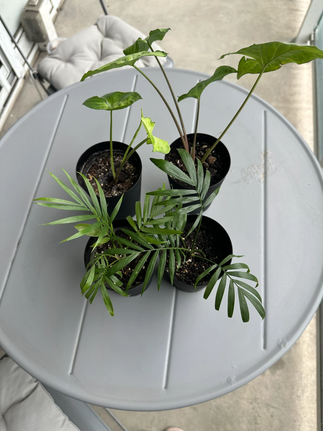 Assorted House Plants in Pots - photo 5