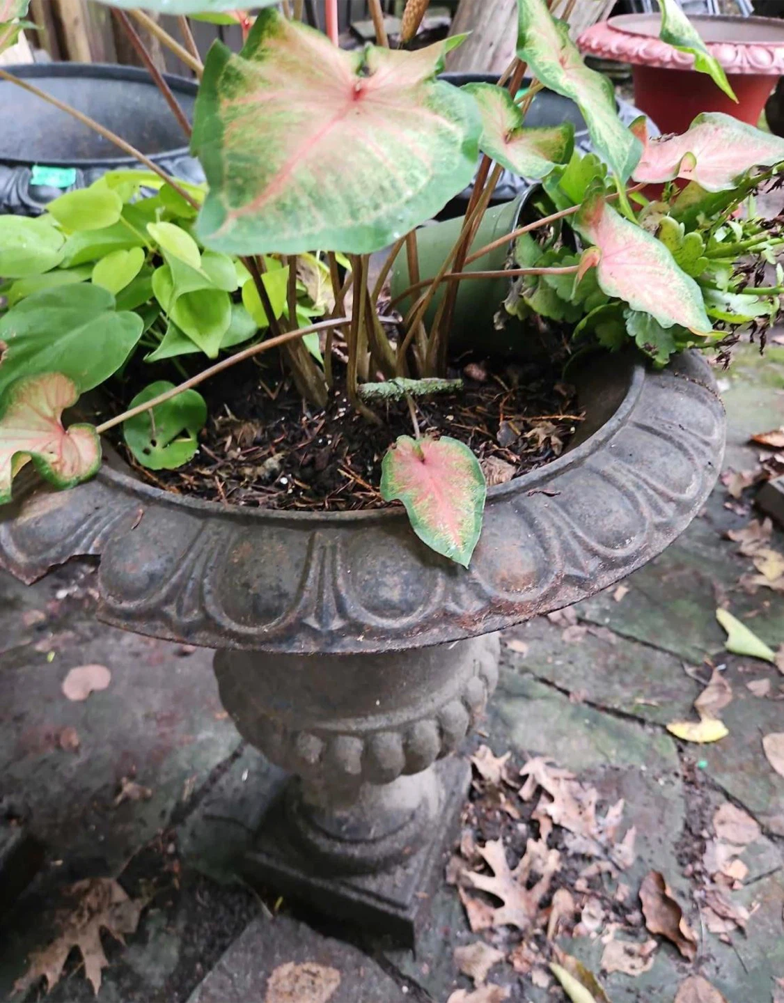 2 x Cast iron classical urn plantar (19”x25”)