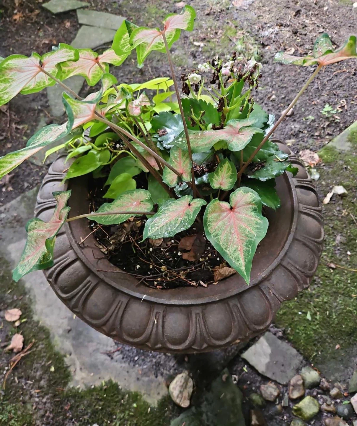 2 x Cast iron classical urn plantar (19”x25”) - photo 3