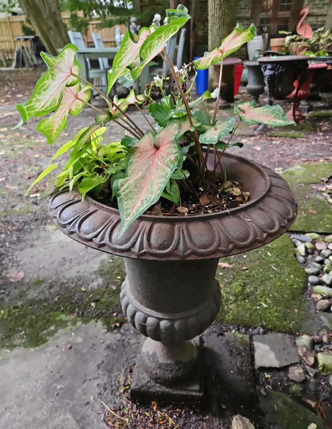 2 x Cast iron classical urn plantar (19”x25”) - photo 5