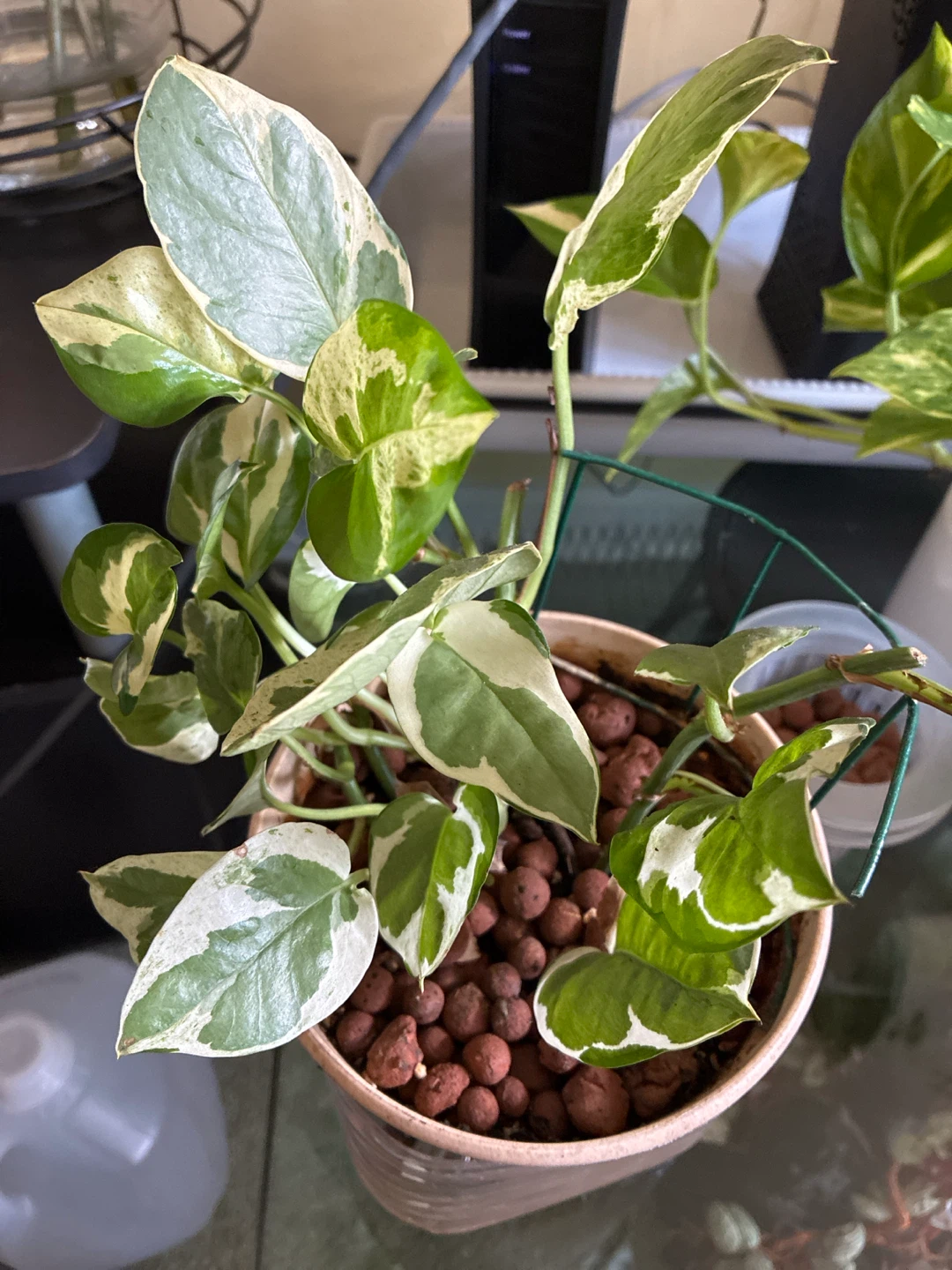 Variegated Pothos Houseplant in LECA