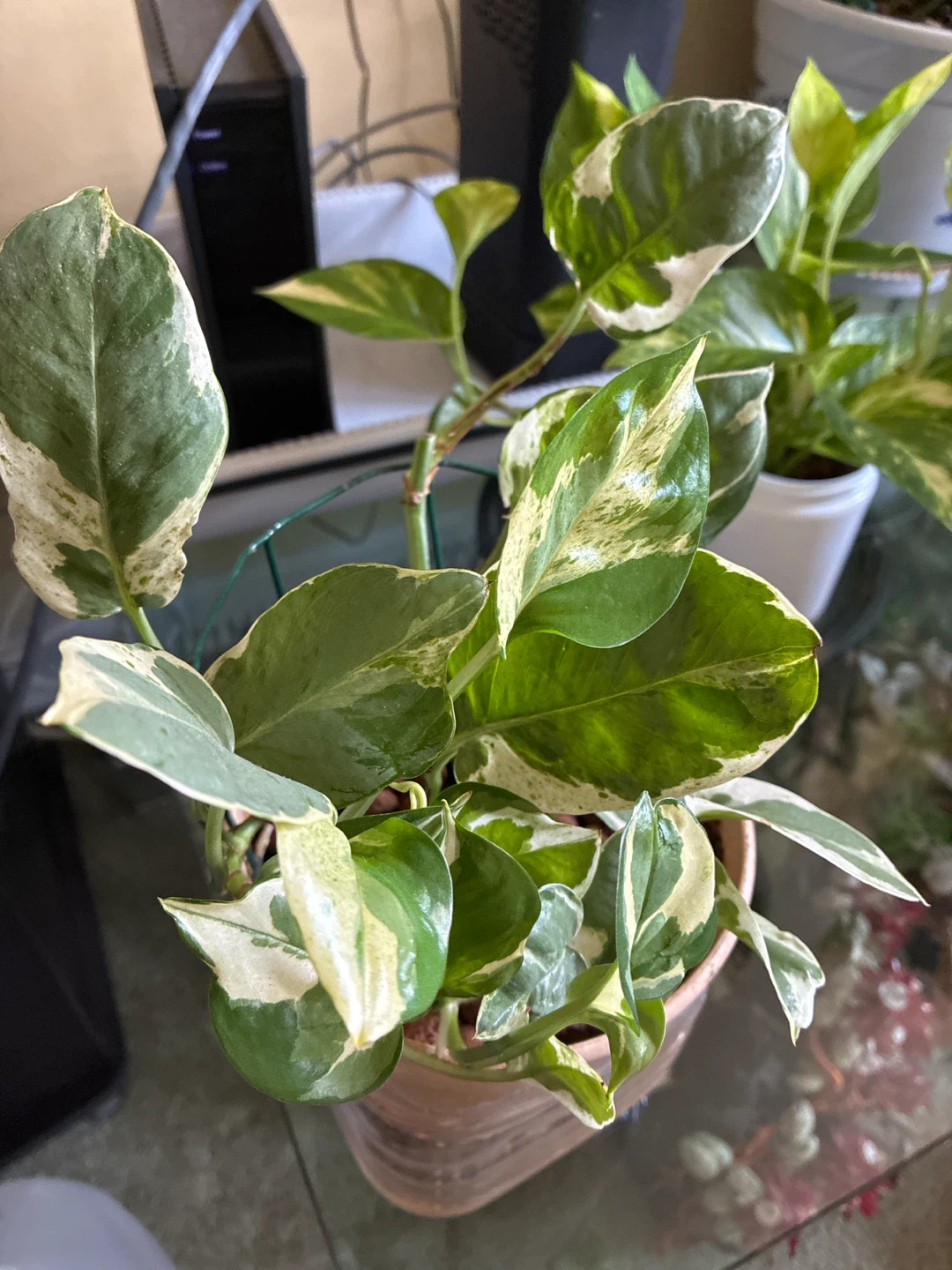 Variegated Pothos Houseplant in LECA - photo 2