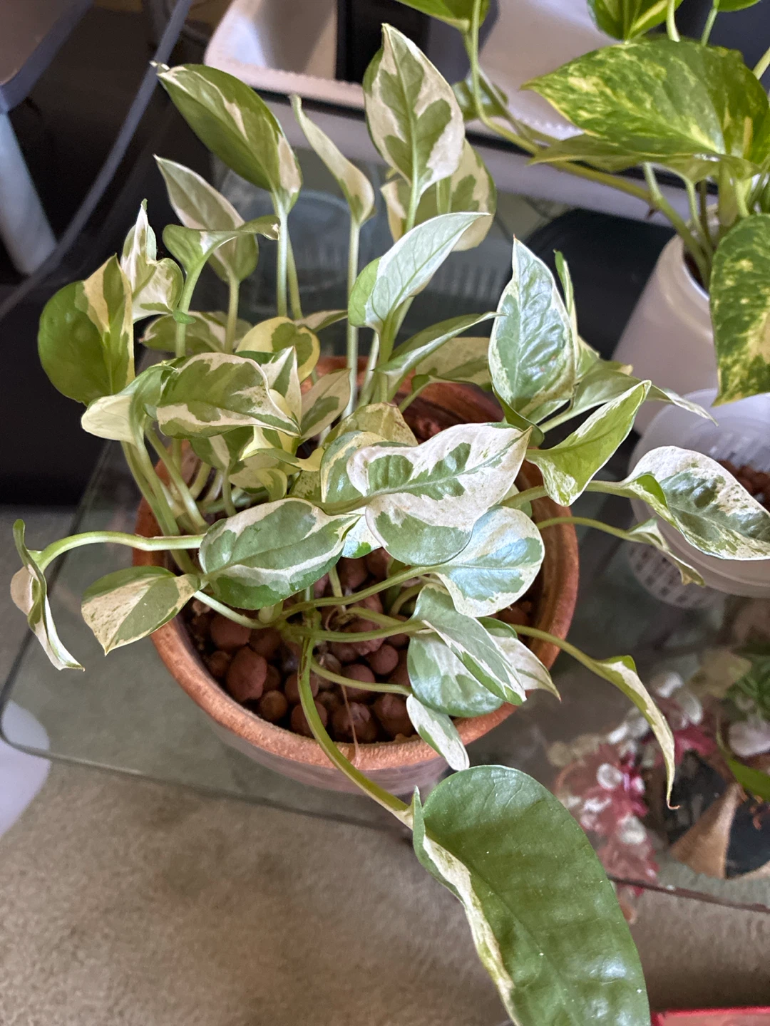Variegated Pothos Houseplant