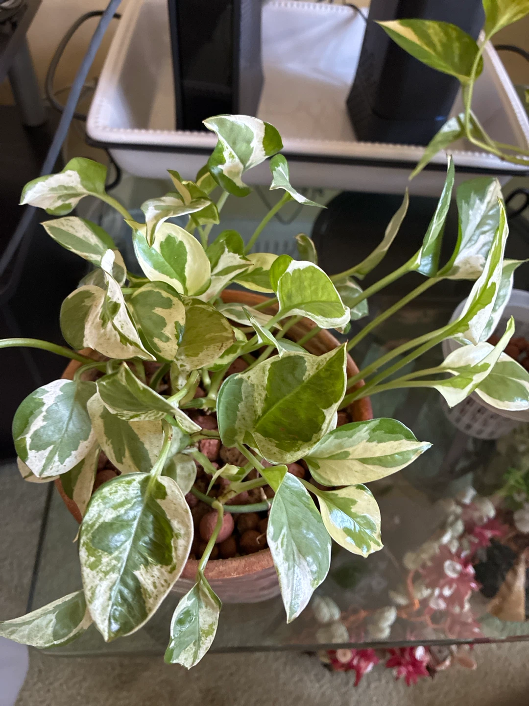 Variegated Pothos Houseplant - photo 2