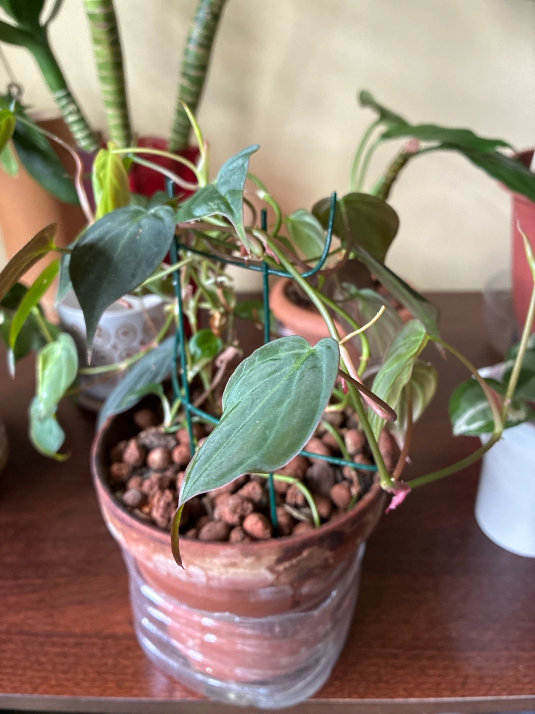 Philodendron Micans in Terracotta Pot