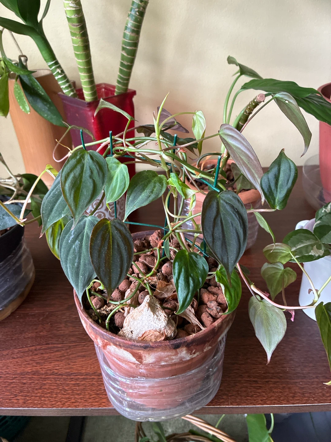 Philodendron Micans in Terracotta Pot - photo 2