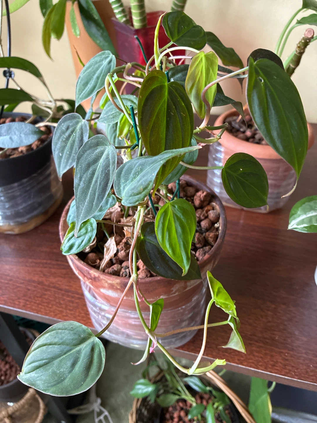 Philodendron Micans in Terracotta Pot - photo 3