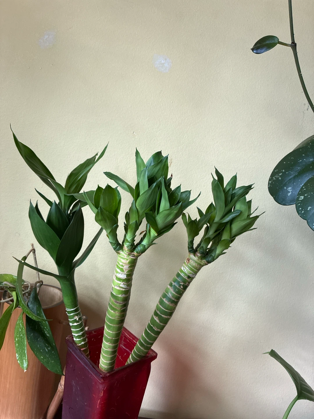 Lucky Bamboo Stalks $10 each