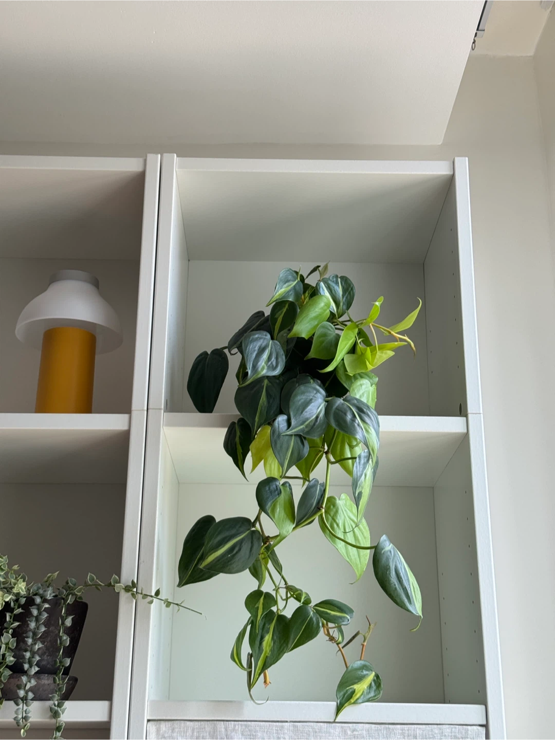 Philodendron Brasil + lemon lime