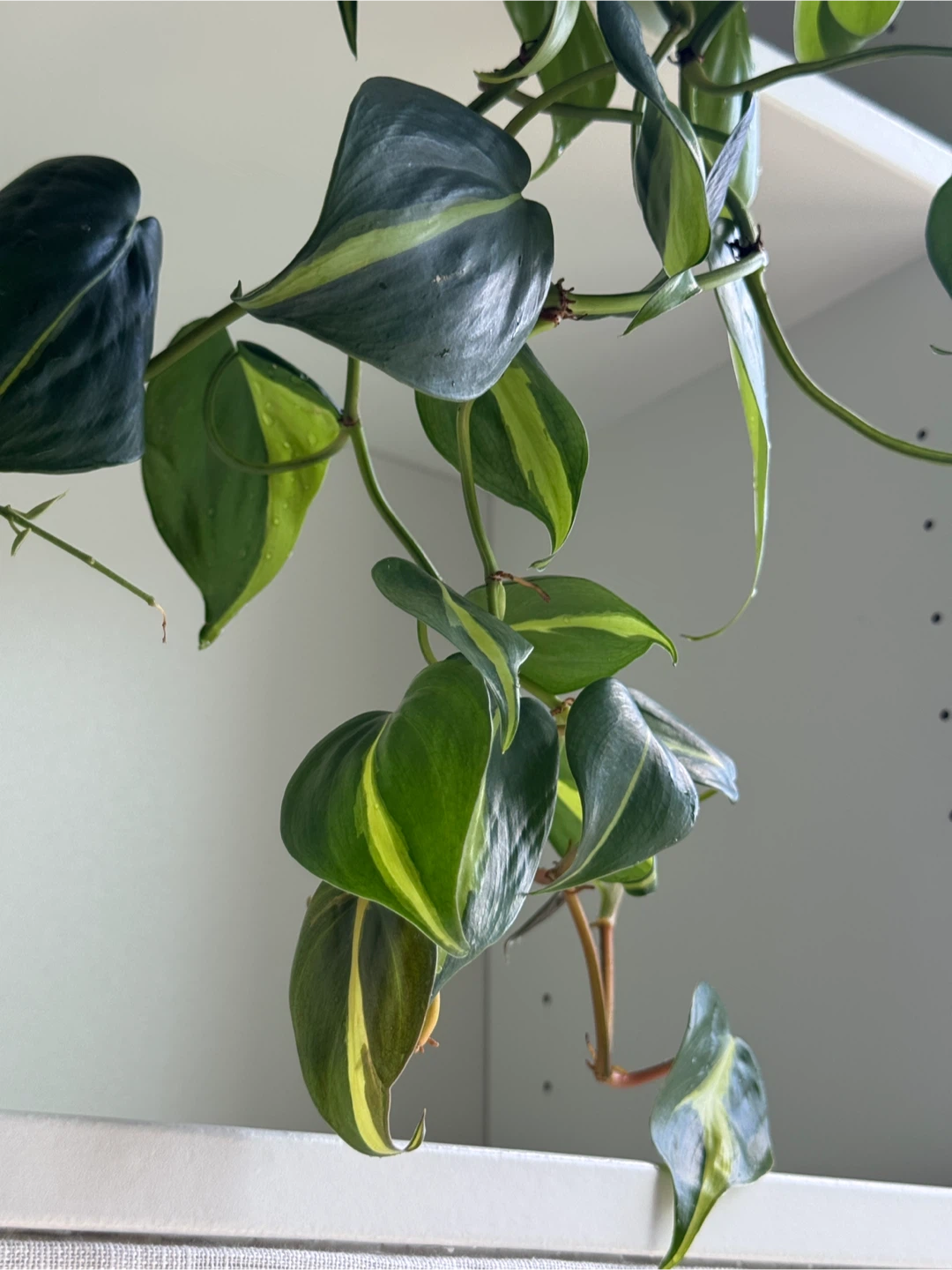 Philodendron Brasil + lemon lime - photo 2