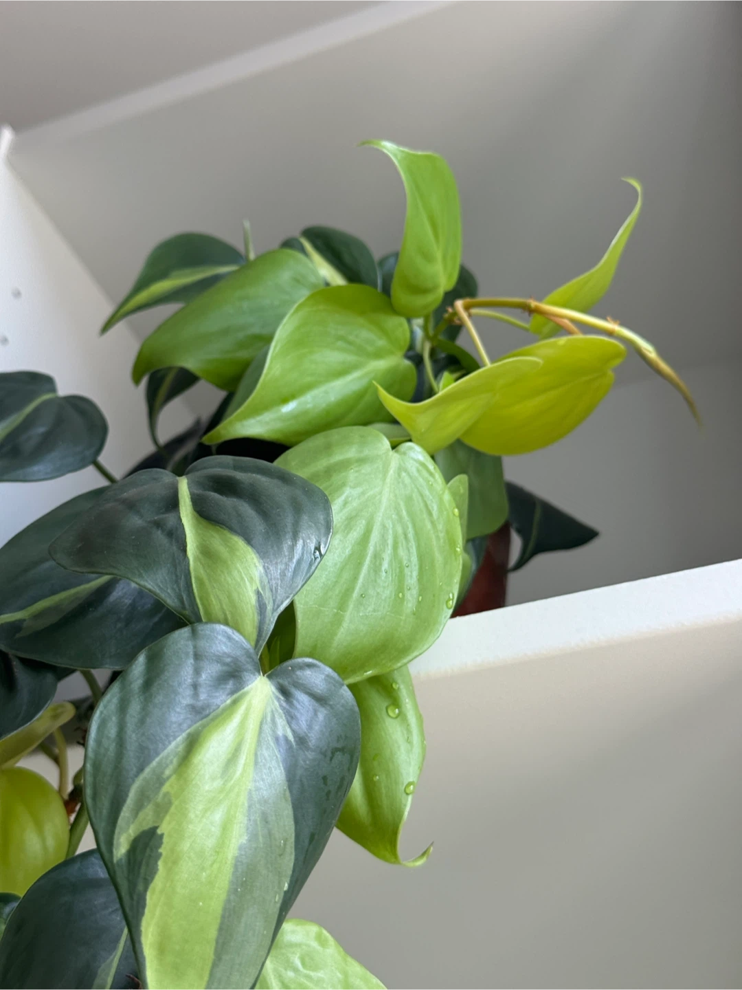Philodendron Brasil + lemon lime - photo 3