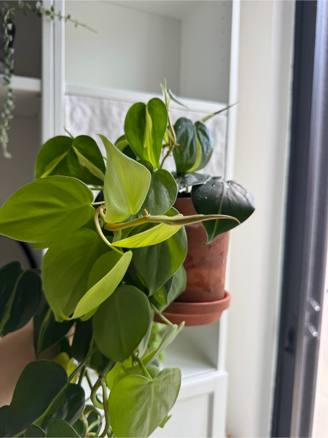 Philodendron Brasil + lemon lime - photo 4