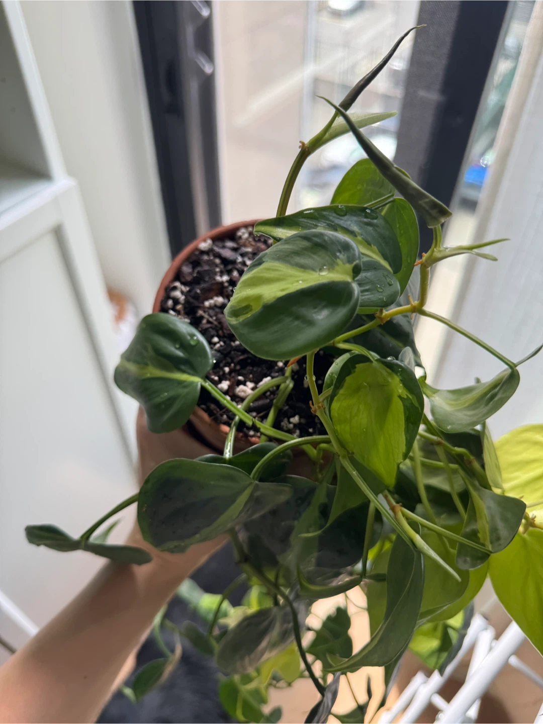 Philodendron Brasil + lemon lime - photo 5