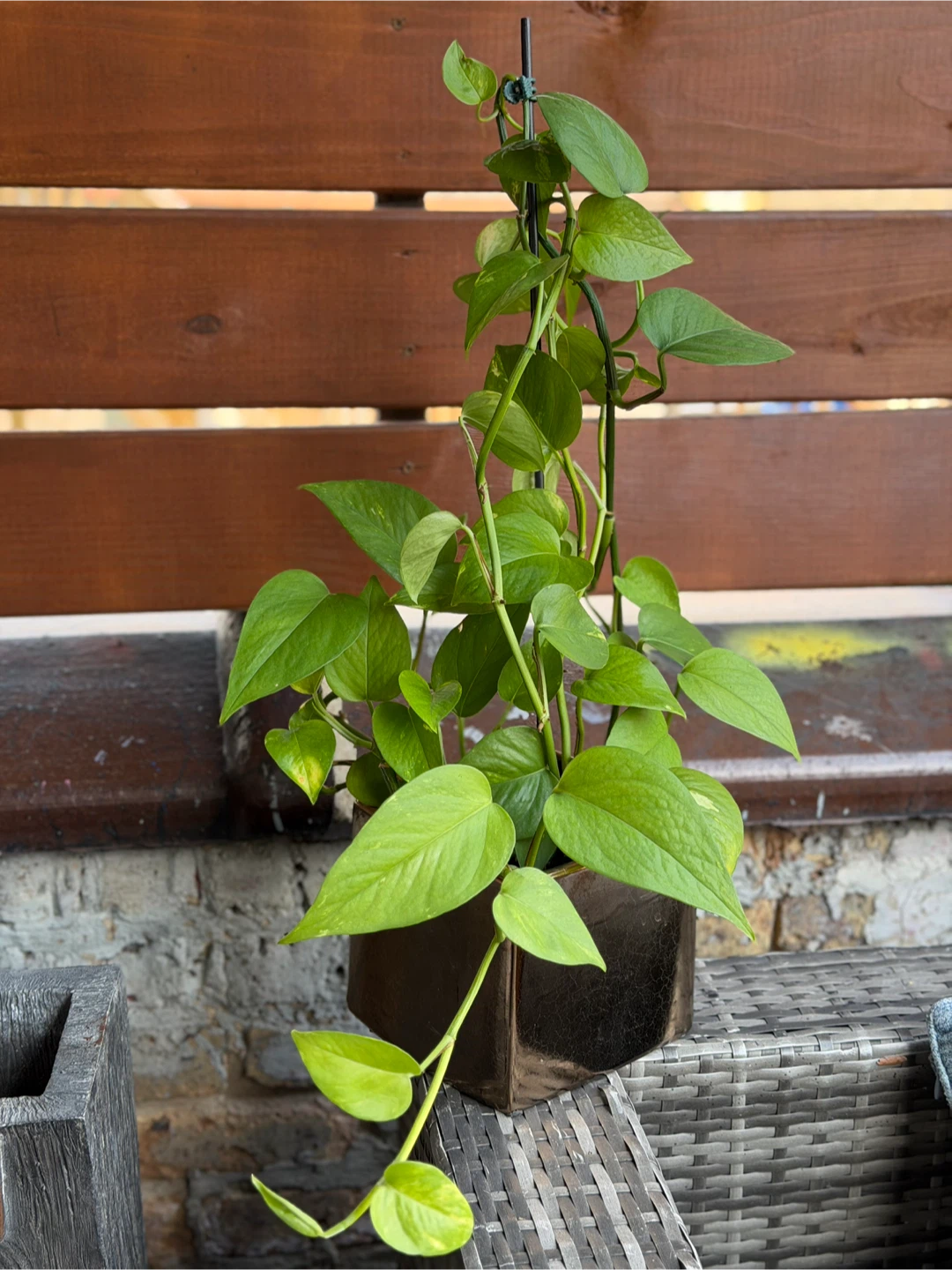 Pothos Plant in Brown Square Pot