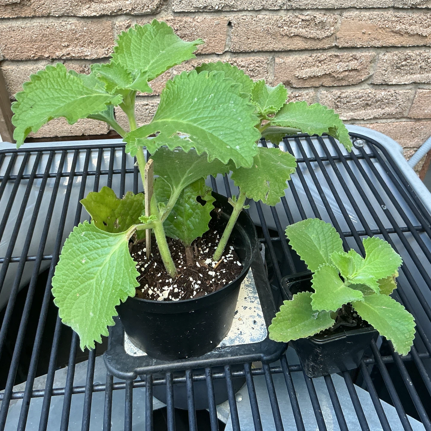 Mexican Mint (Cuban Oregano)  Plant