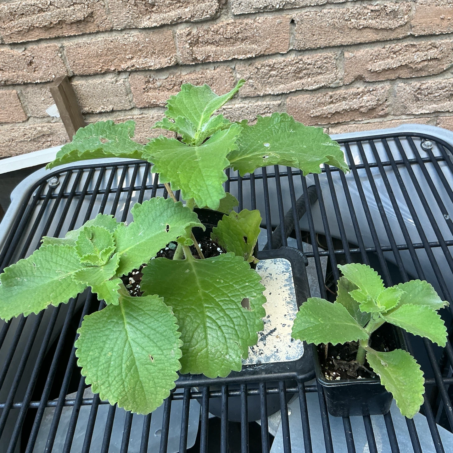 Mexican Mint (Cuban Oregano)  Plant - photo 2