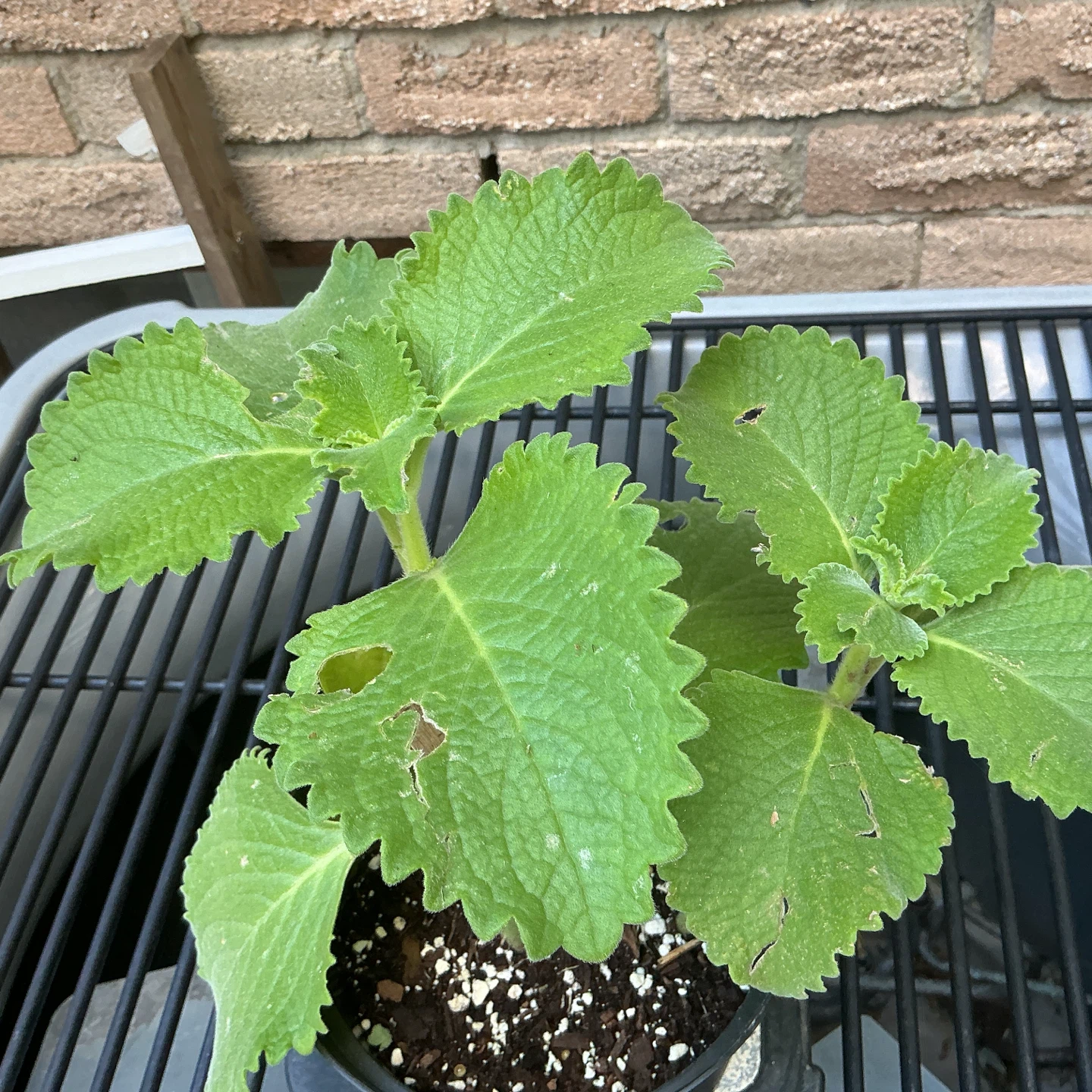 Mexican Mint (Cuban Oregano)  Plant - photo 3