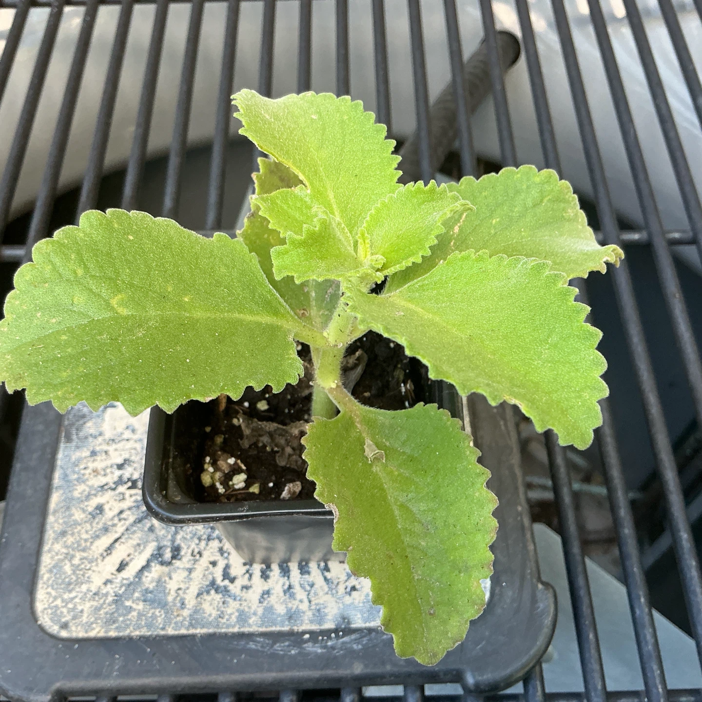 Mexican Mint (Cuban Oregano)  Plant - photo 4