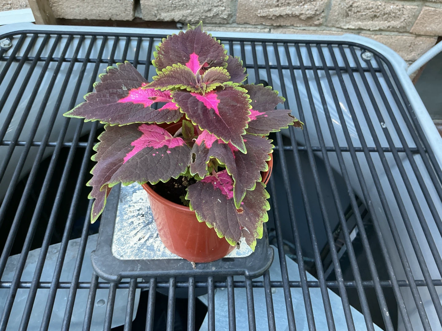 Coleus Plant in Pot