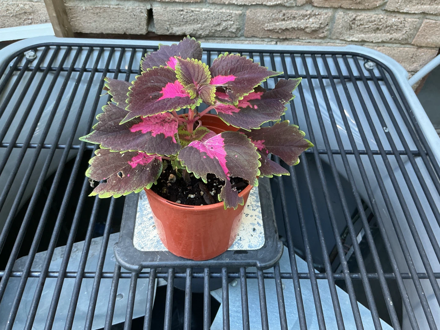Coleus Plant in Pot - photo 2