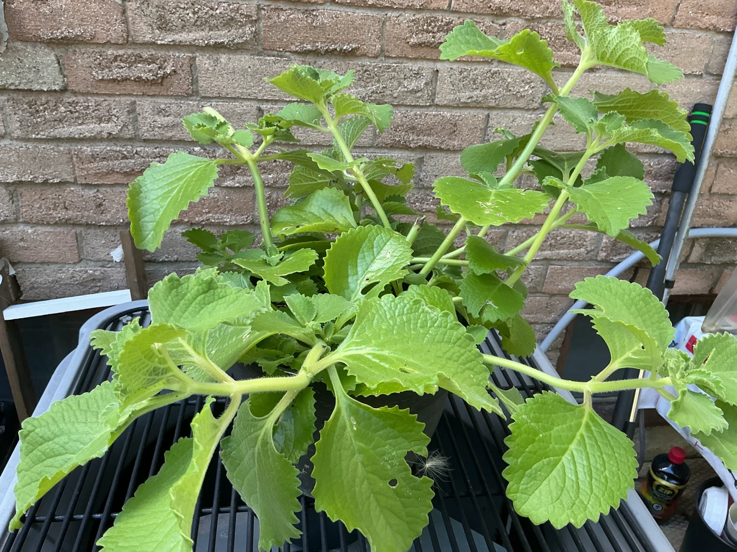 Cuban Oregano Plant or Mexican Mint