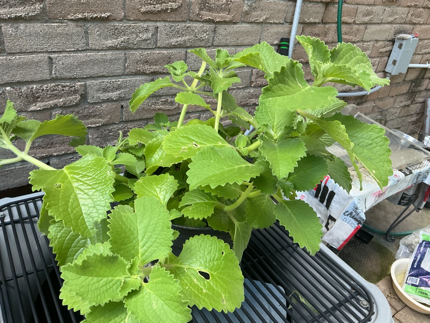 Cuban Oregano Plant or Mexican Mint - photo 2