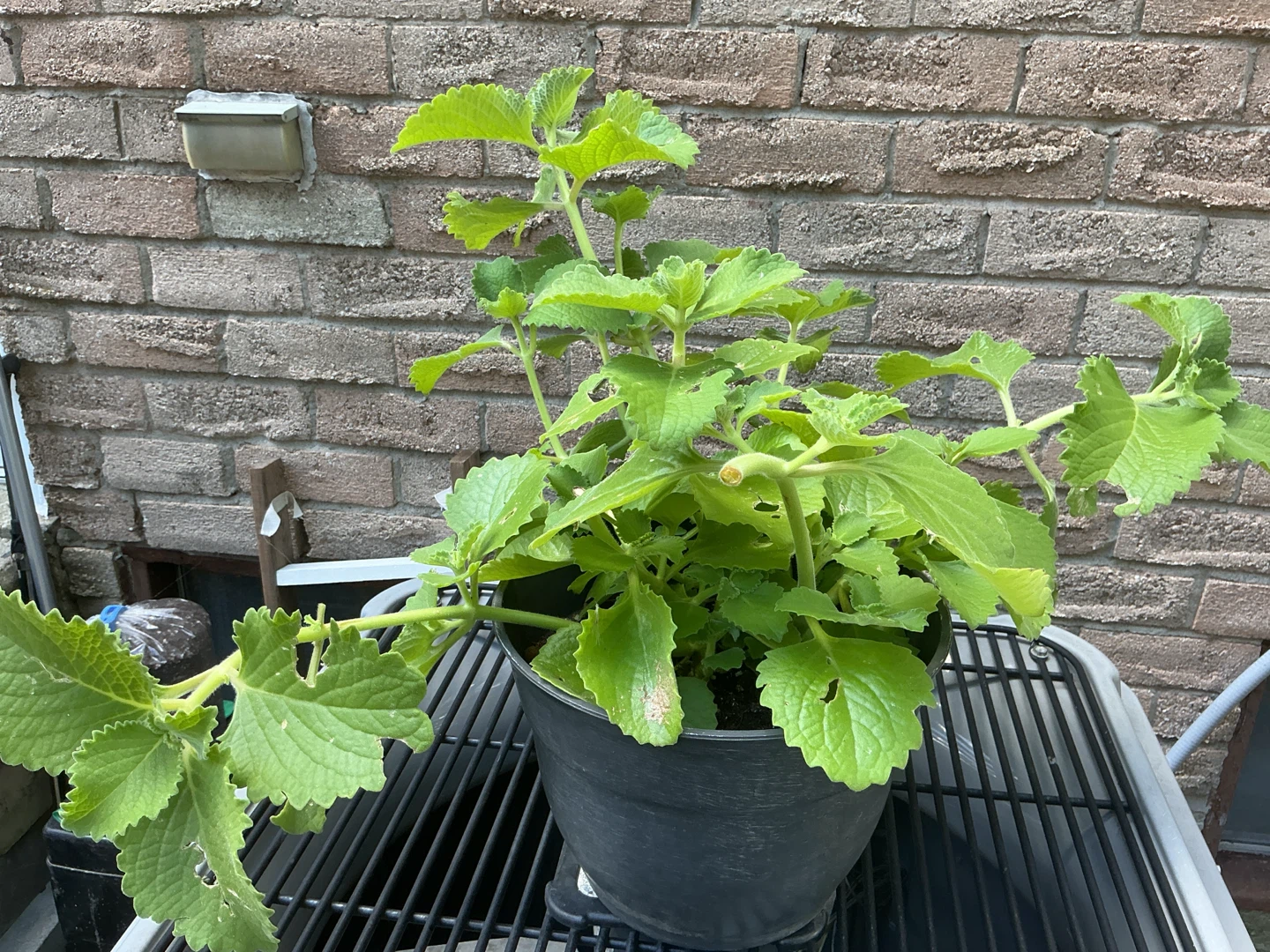 Cuban Oregano Plant or Mexican Mint - photo 3