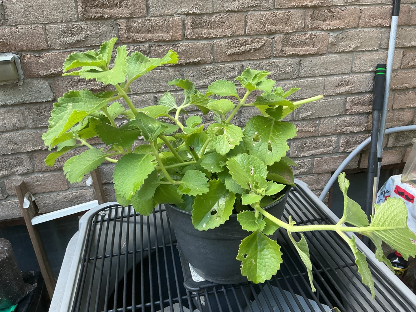 Cuban Oregano Plant or Mexican Mint - photo 4