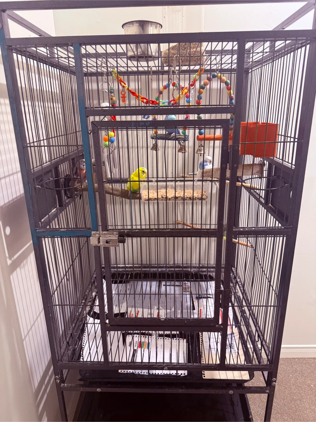 Large Black Bird Cage with 5 love birth