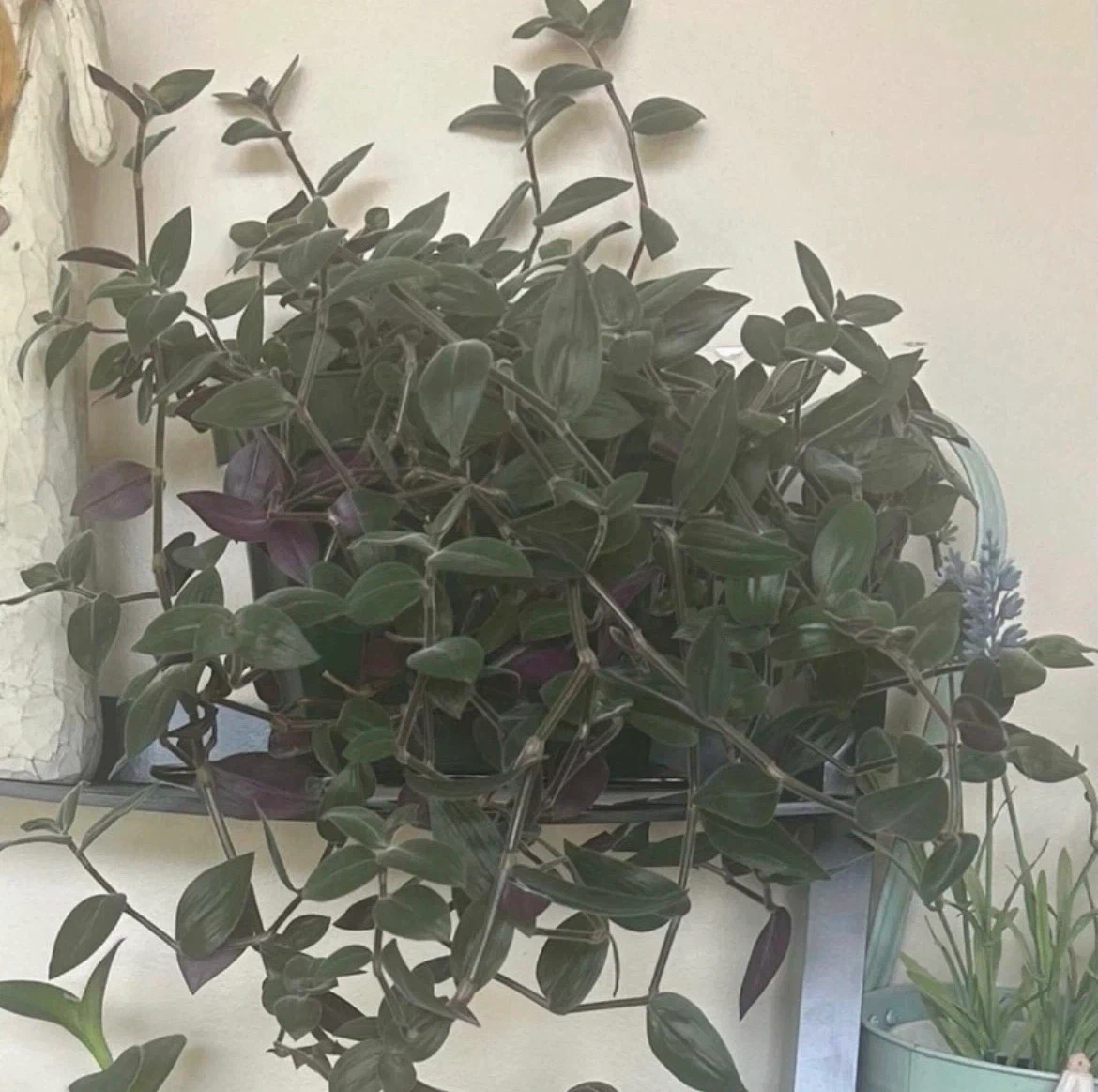 Tradescantia Zebrina Plant