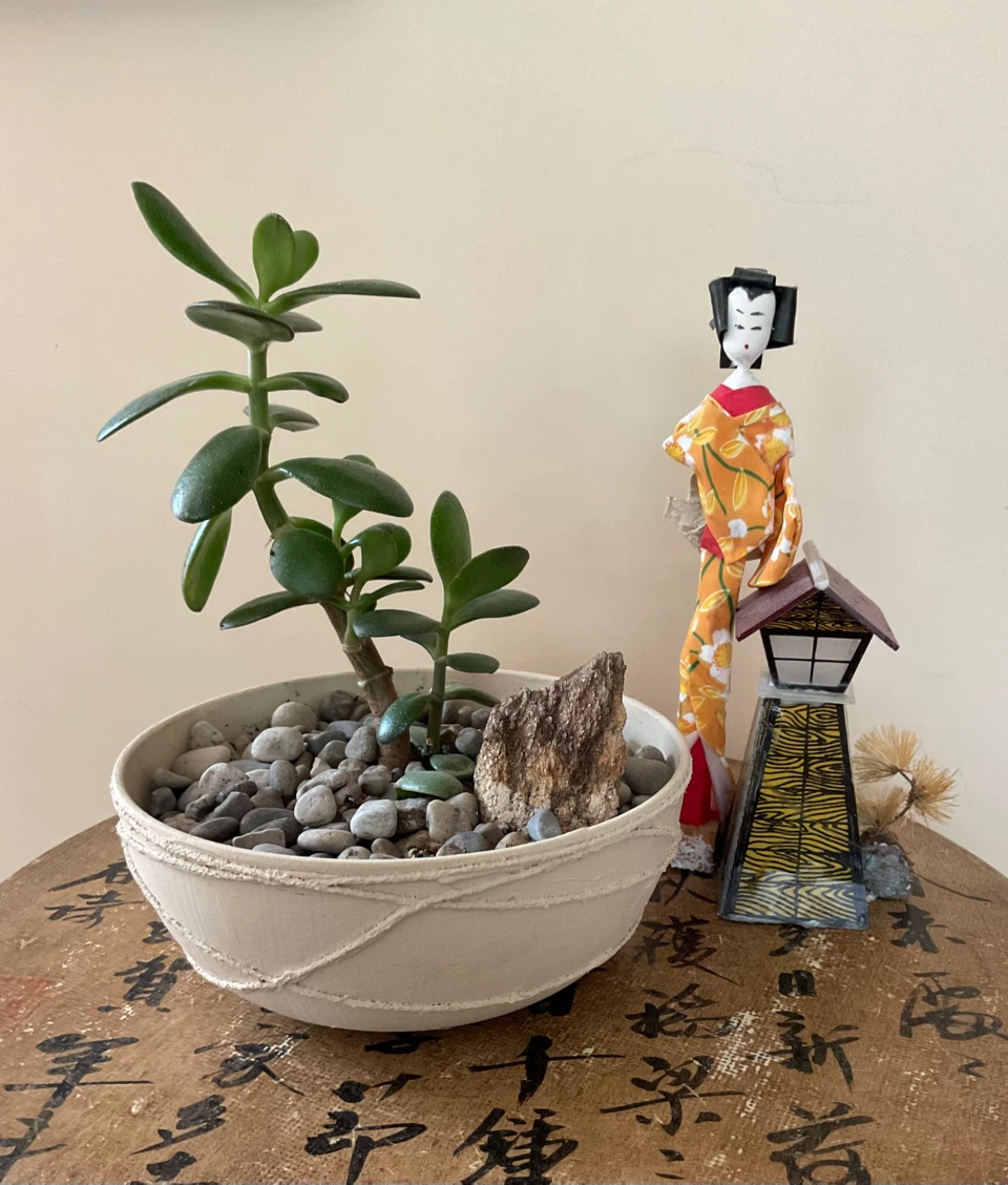 Jade Bonsai in textured cream pot