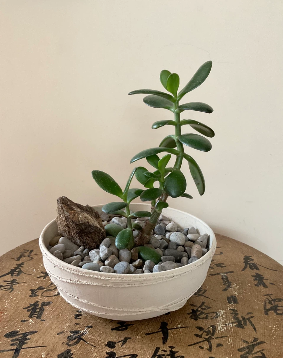 Jade Bonsai in textured cream pot - photo 2