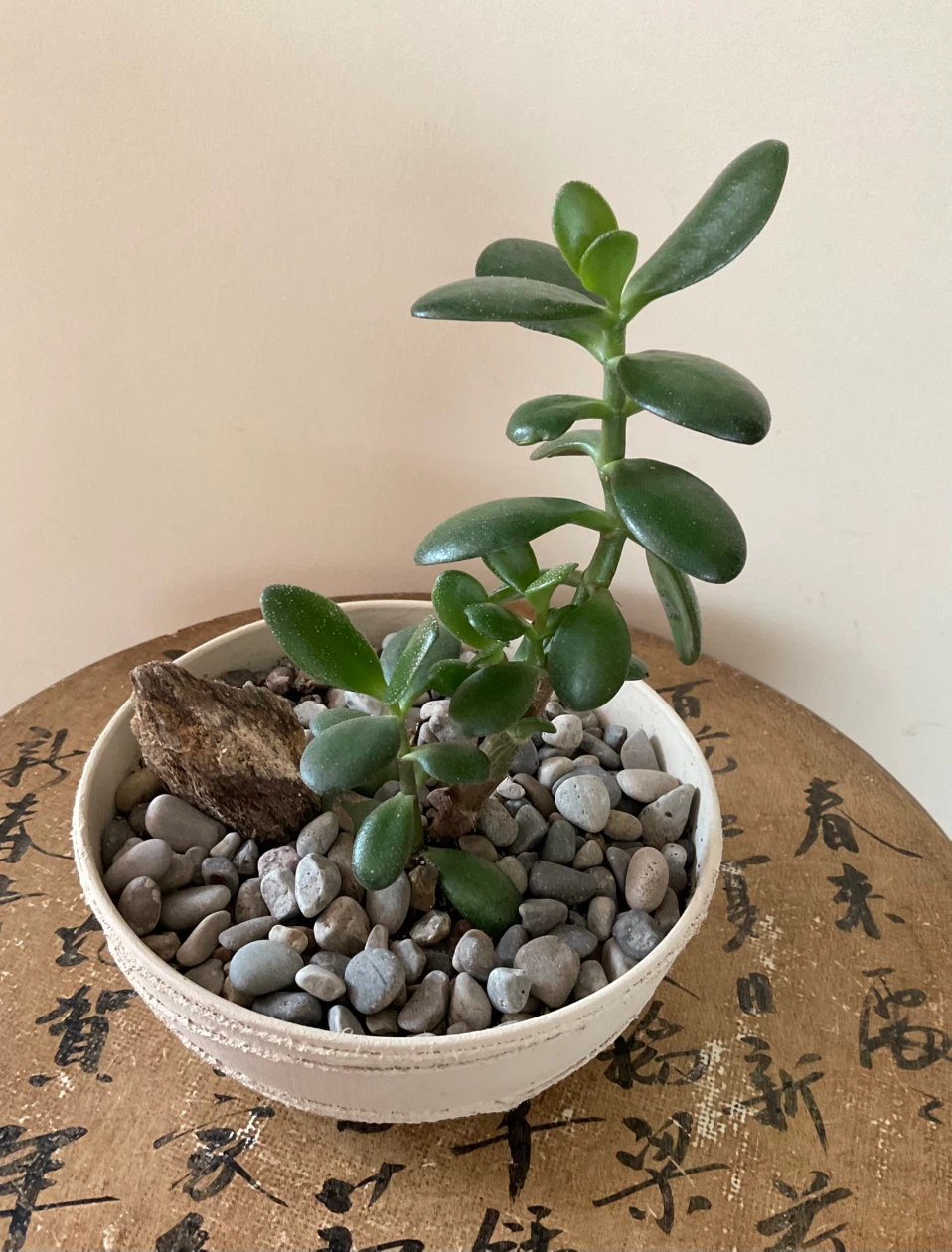 Jade Bonsai in textured cream pot - photo 3