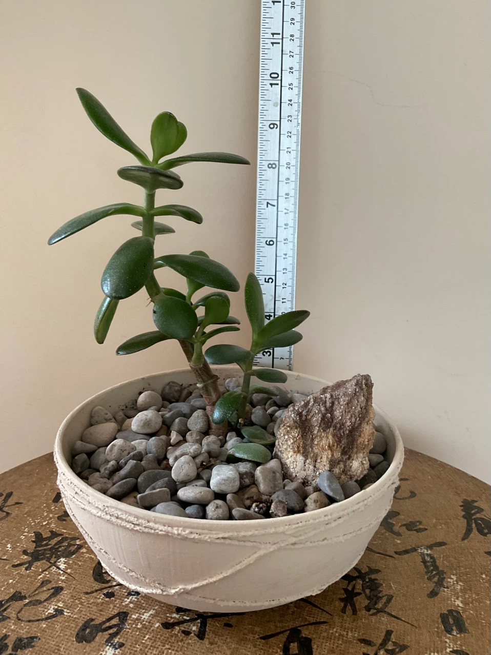Jade Bonsai in textured cream pot - photo 4