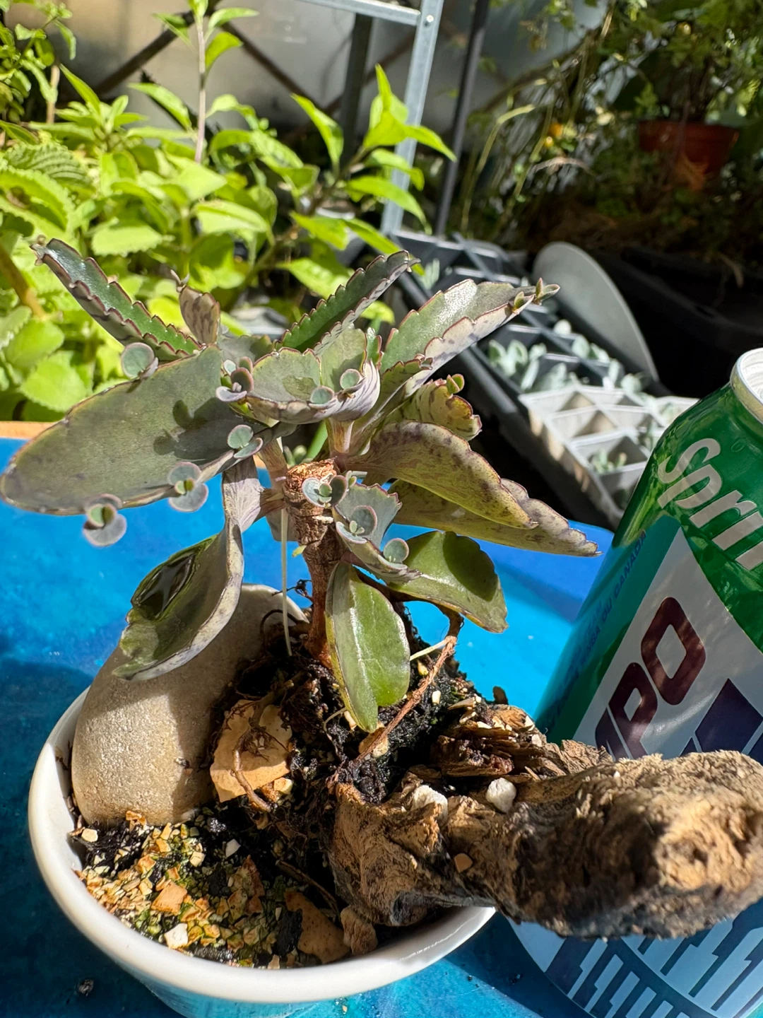 Mother of thousands bonsai